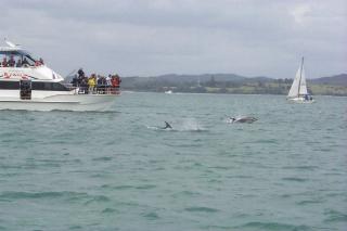 Dolphins in the bay